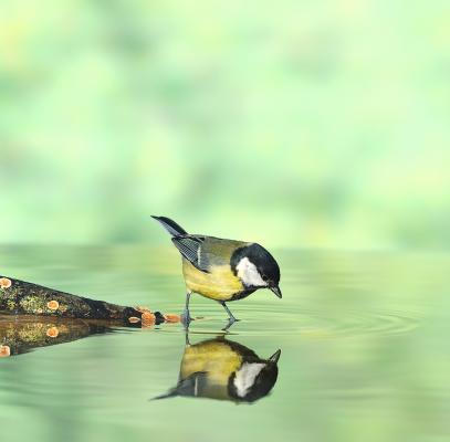 what-we-see-is-our-reflection